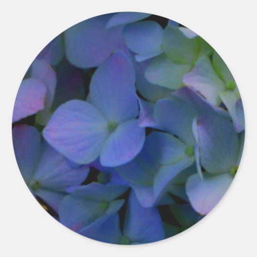 Violet paars roze blauwe hydrangeenbloem ronde sticker (Voorkant)