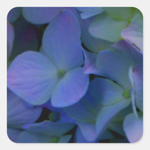 Violet paars roze blauwe hydrangeenbloem vierkante sticker