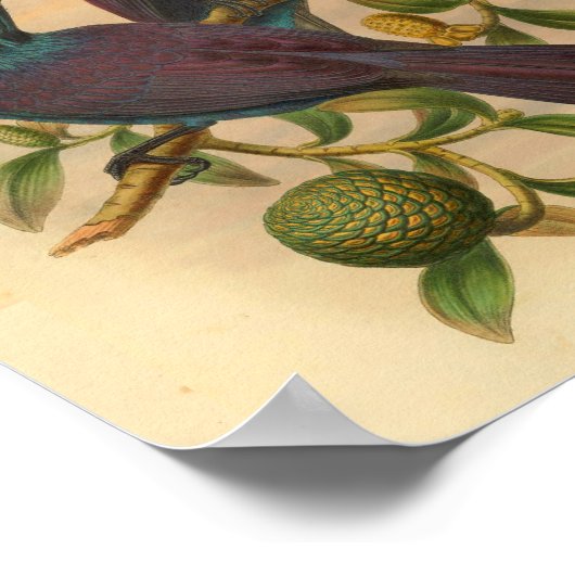 Violet Paarse Manucode  vogelafdrukken Poster (Hoek)