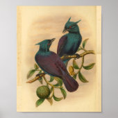 Violet Paarse Manucode vogelafdrukken Poster (Voorkant)