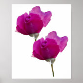 Violet Paarse Roos Bloemen Poster (Voorkant)