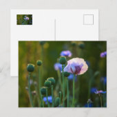Violet papaver in groengras briefkaart (Voorkant / Achterkant)
