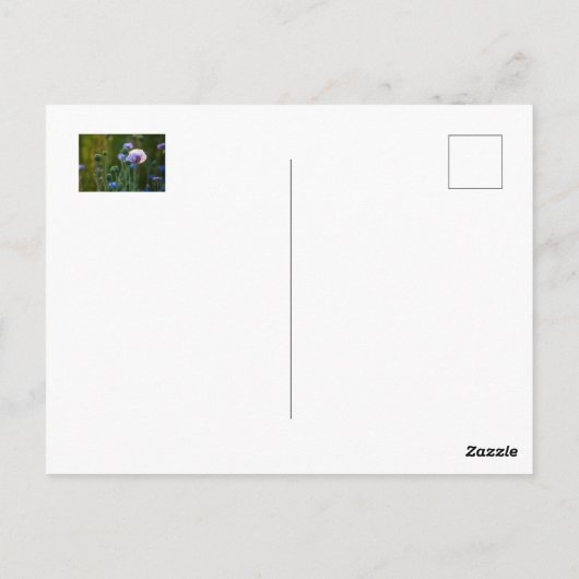 Violet papaver in groengras briefkaart (Achterkant)