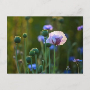 Violet papaver in groengras briefkaart