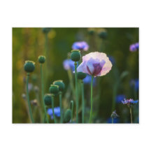 Violet papaver in groengras