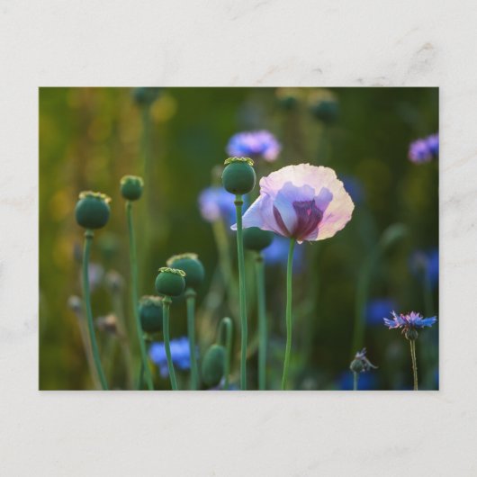 Violet papaver in groengras briefkaart (Voorkant)