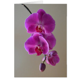 Violet Phalaenopsis Orchid Card