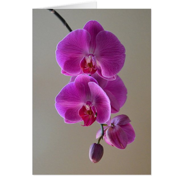 Violet Phalaenopsis Orchid Card (Voorkant)