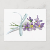 Violet Post Card Briefkaart (Voorkant)