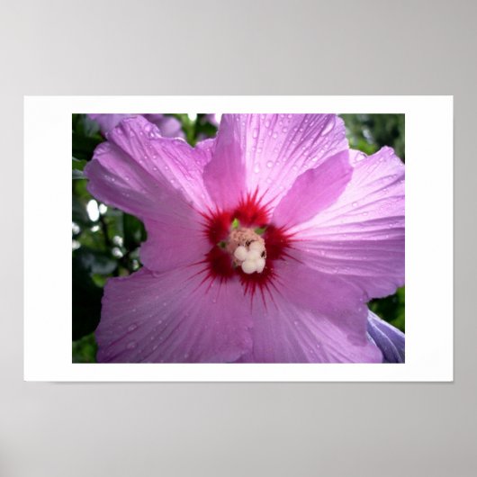 violet poster (Voorkant)