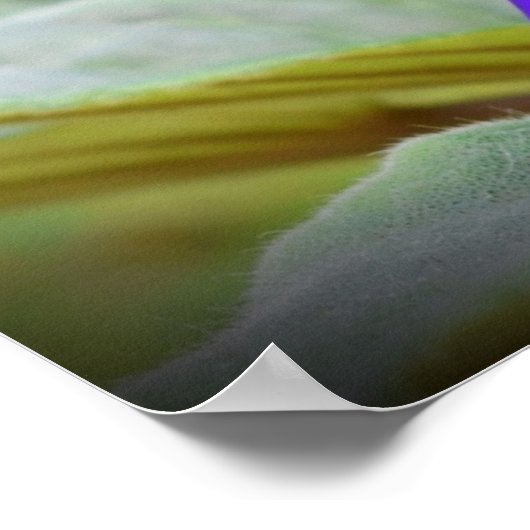 Violet, Poster (Hoek)