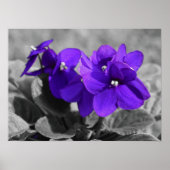 Violet, Poster (Voorkant)