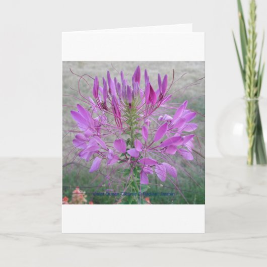 Violet Queen Cleome Kaart (Voorkant)