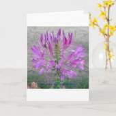 Violet Queen Cleome Kaart (Gele Bloem)