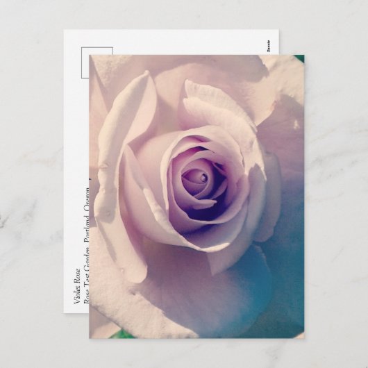 Violet Roos Feestdagenkaart (Voorkant / Achterkant)