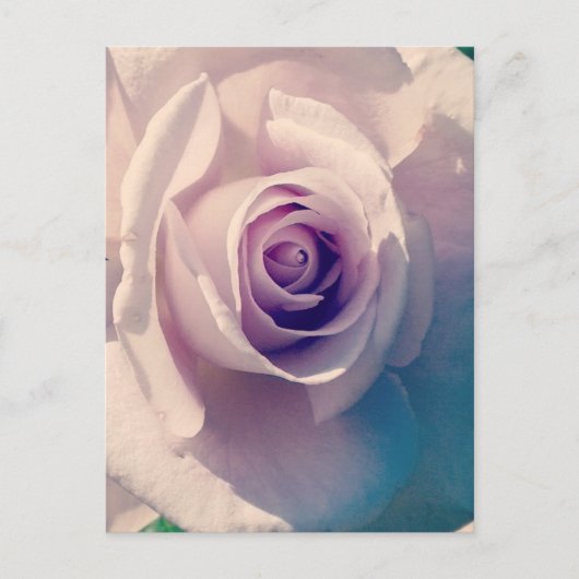 Violet Roos Feestdagenkaart (Voorkant)