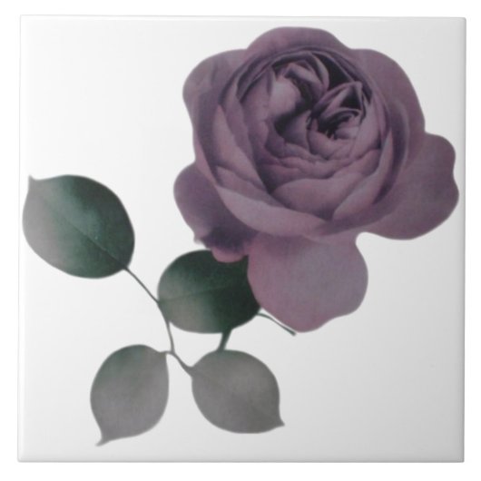 Violet Roos Tegel Tegeltje (Voorkant)