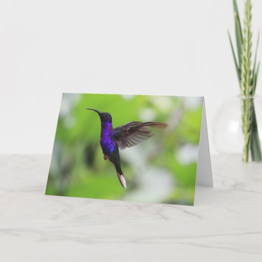 Violet Sabrewing kolibrie Kaart (Voorkant)