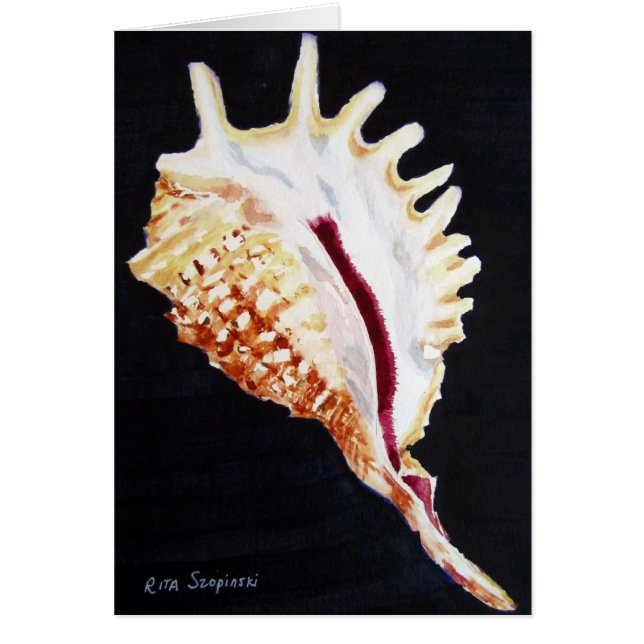 Violet Spider conch (Voorkant)