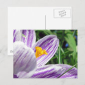 Violet Spring Crocus Briefkaart (Voorkant / Achterkant)