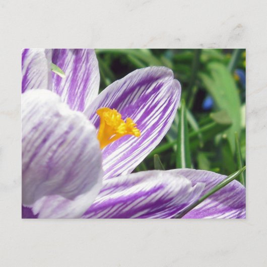 Violet Spring Crocus Briefkaart (Voorkant)