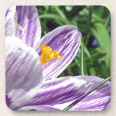 Violet Spring Crocus Onderzetter (Voorkant)