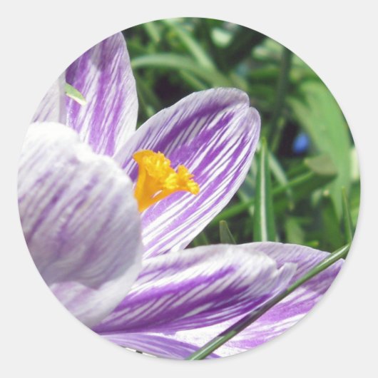 Violet Spring Crocus Ronde Sticker (Voorkant)