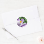 Violet Spring Crocus Ronde Sticker (Envelop)
