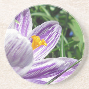 Violet Spring Crocus Zandsteen Onderzetter