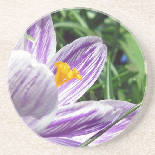 Violet Spring Crocus Zandsteen Onderzetter (Voorkant)