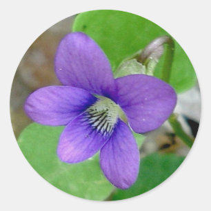 Violet Stickers