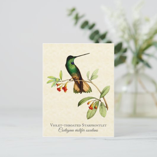 Violet Throated Hummingbird Art Briefkaart (Staand voorkant)