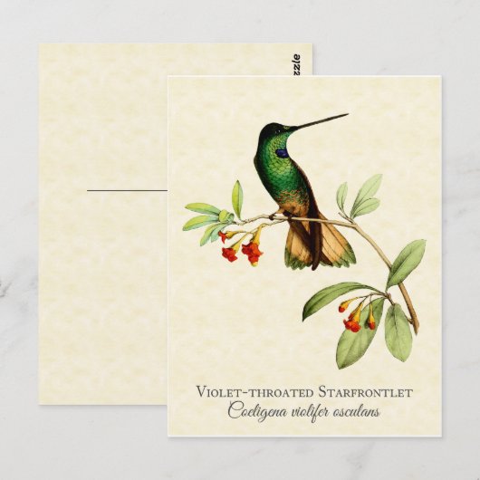 Violet Throated Hummingbird  Art Briefkaart (Voorkant / Achterkant)
