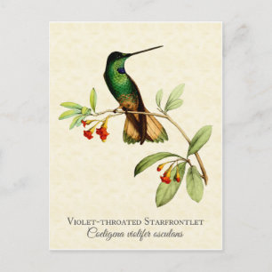Violet Throated Hummingbird Art Briefkaart