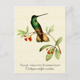 Violet Throated Hummingbird  Art Briefkaart