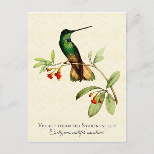 Violet Throated Hummingbird  Art Briefkaart (Voorkant)