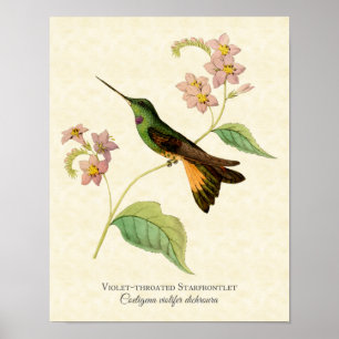 Violet-throtatie Starfrontlet Hummingbird Art Prin Poster