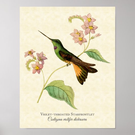 Violet-throtatie Starfrontlet Hummingbird Art Prin Poster (Voorkant)