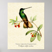 Violet-throtatie Starfrontlet Hummingbird Art Prin Poster (Voorkant)