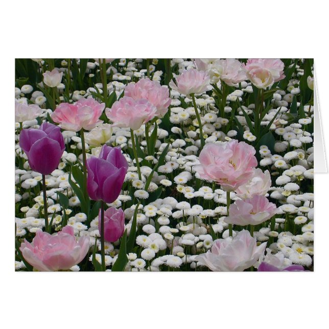 Violet tussen de Bleke roze (Voorkant Horizontaal)