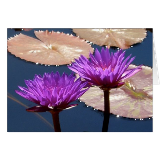 Violet Water Lilies (Voorkant Horizontaal)