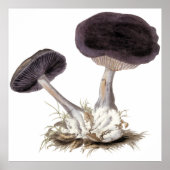  violet webcap paddenstoel illustratie poster (Voorkant)