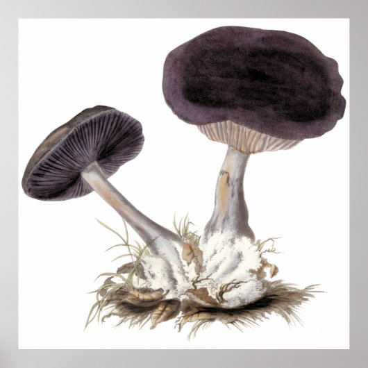  violet webcap paddenstoel illustratie poster (Voorkant)