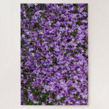 Violet Whispers in Bloom – 1014 stuks paarse flox 