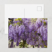 Violet Wisteria Flowers Briefkaart (Voorkant / Achterkant)