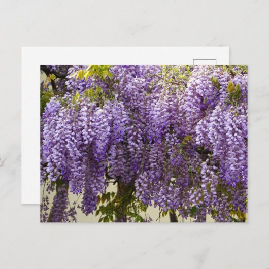 Violet Wisteria Flowers Briefkaart (Voorkant / Achterkant)