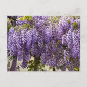 Violet Wisteria Flowers Briefkaart (Voorkant)