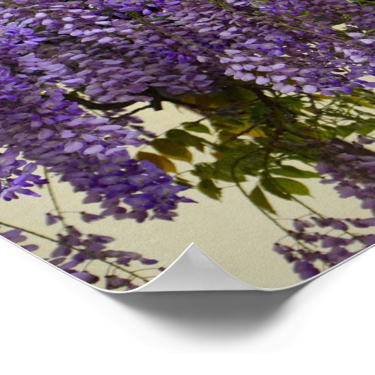 Violet Wisteria Flowers Poster (Hoek)