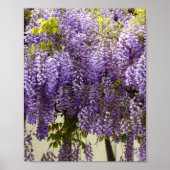Violet Wisteria Flowers Poster (Voorkant)