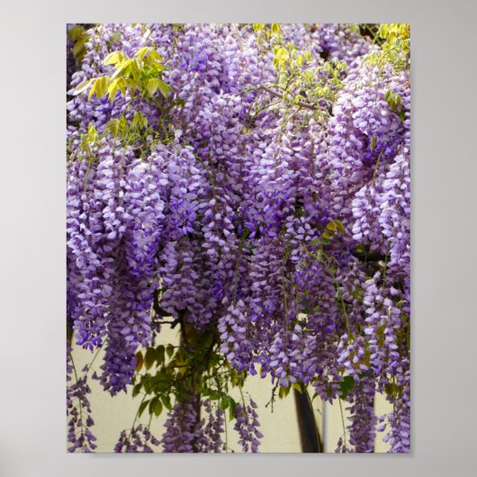 Violet Wisteria Flowers Poster (Voorkant)